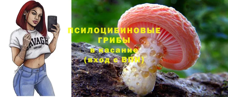 Псилоцибиновые грибы MAGIC MUSHROOMS  кракен зеркало  Будённовск 